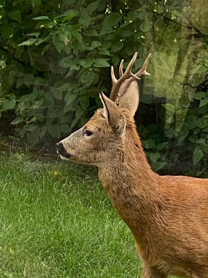 Stubbhuggets Lillstuga Villa Trosa Dış mekan fotoğraf